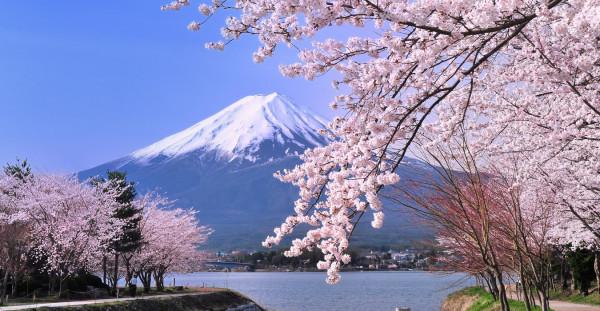 mùa hoa anh đào Sakura7