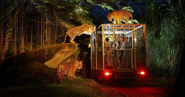 Night Safari