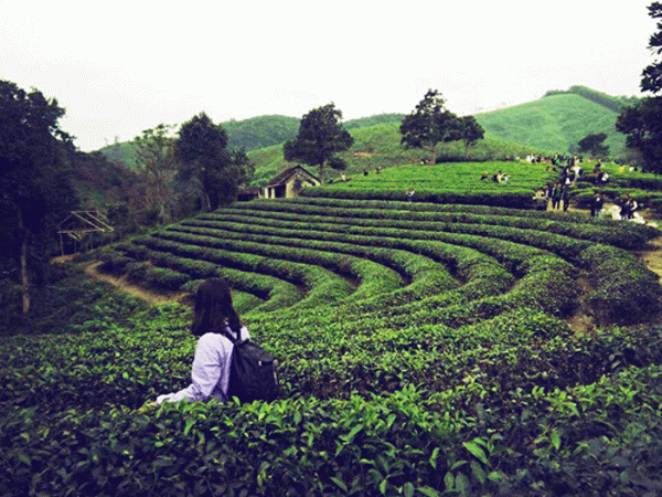 Đồi chè Thanh Chương 2