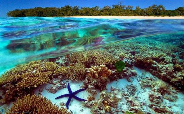 Rạn san hô Great Barrier Reef