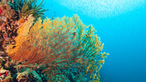 Rạn san hô Great Barrier Reef1