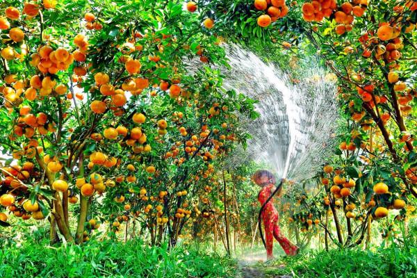 Vườn trái cây, vườn du lịch sinh thái ở Phong Điền, Cần Thơ