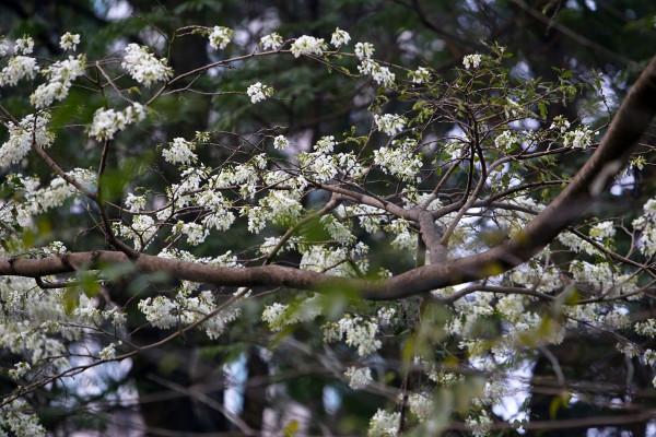 Tháng 3 hoa sưa nở trắng trời Thủ Đô