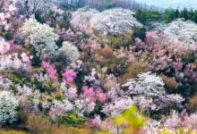Những điểm du lịch nổi tiếng tại Fukushima vào mùa xuân