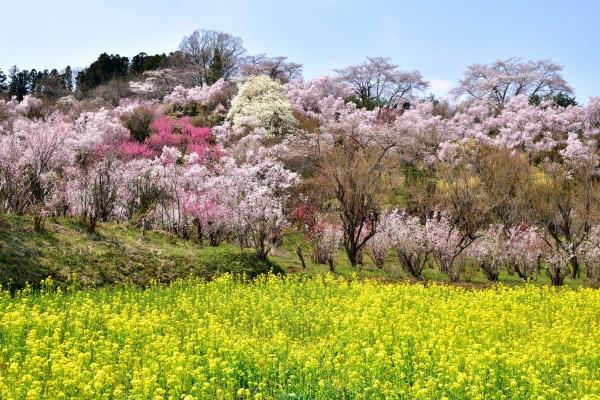 Những điểm du lịch nổi tiếng tại Fukushima vào mùa xuân