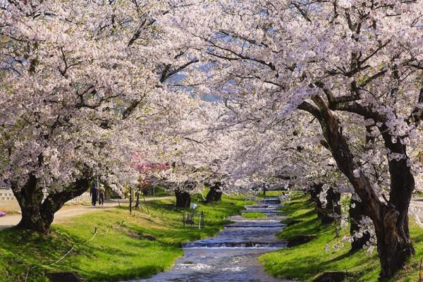 5 điểm du lịch nổi tiếng tại Fukushima vào mùa xuân