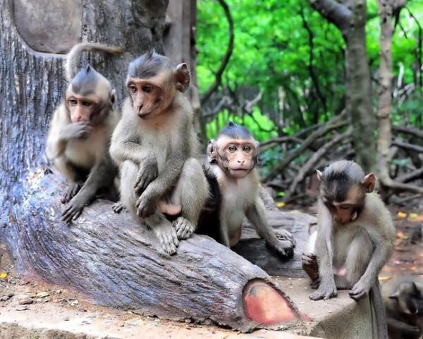 Tết này đừng quên cùng săn vé máy bay du lịch Cần Giờ nhé