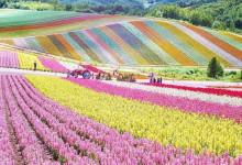 Vé máy bay giá rẻ đến cánh đồng hoa tuyệt đẹp ở Hokkaido