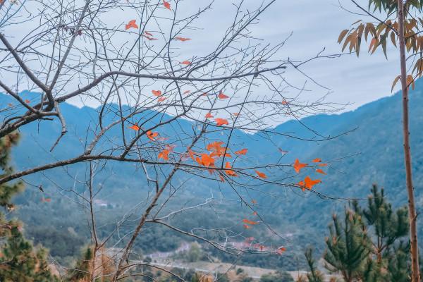 Săn vé máy bay khám phá lá phong đỏ ở Bình Liêu 