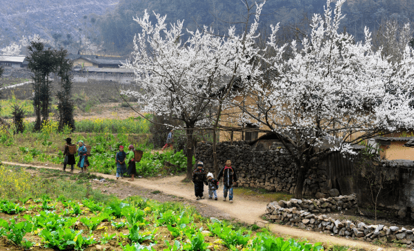 Cao Bằng mùa hoa lê3