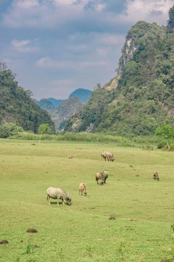 Vé máy bay giá rẻ cùng bạn du lịch Thảo nguyên Đồng Lâm