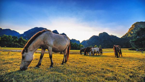 Vé máy bay giá rẻ cùng bạn du lịch Thảo nguyên Đồng Lâm