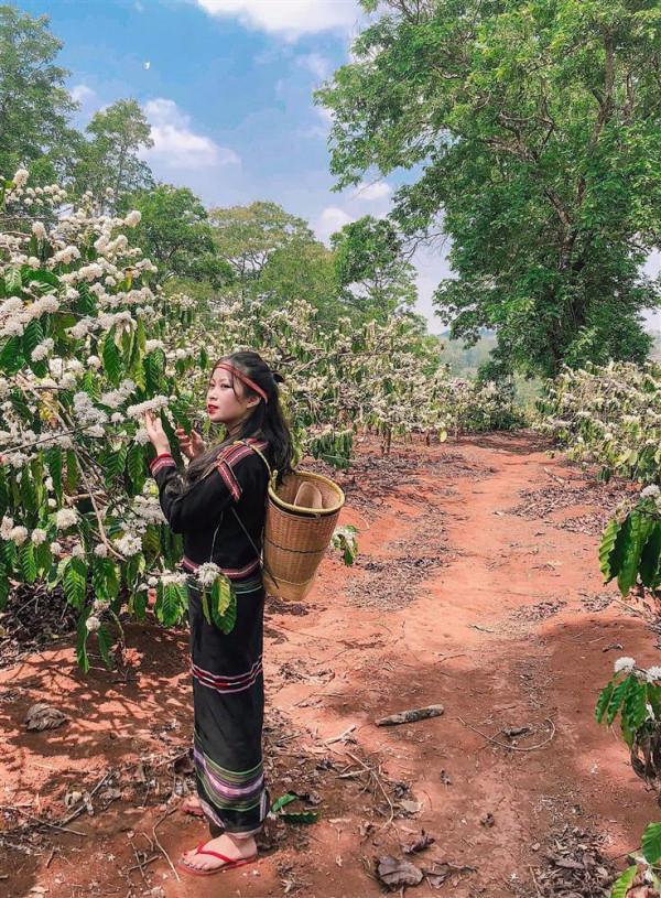 Khám phá vẻ đẹp tinh khiết của hoa cà phê Tây Nguyên