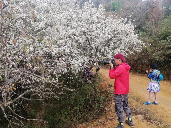 Săn vé máy bay khám phá mùa hoa sơn tra H'Mông 