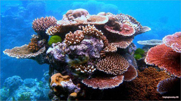 Say đắm với vẻ đẹp của “vương quốc san hô”-đảo Cỏ Ống