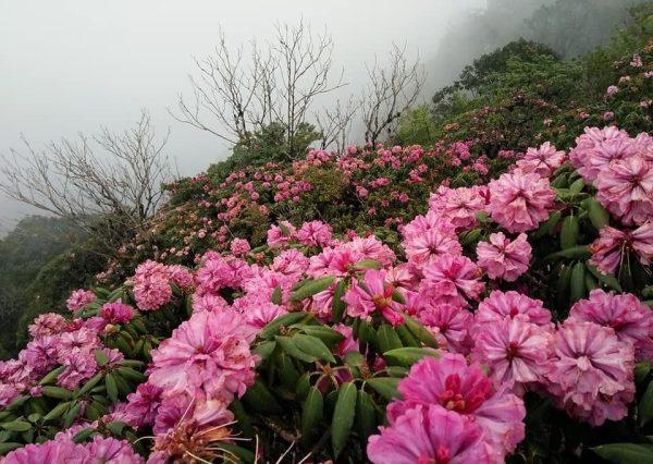 Săn vé máy bay ngắm hoa đỗ quyên – “nữ hoàng hoa rừng Tây Bắc” 