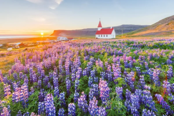 Chiêm ngưỡng vẻ đẹp của những cánh đồng hoa đẹp nhất Châu Âu