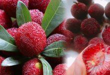 Điểm danh những loại trái cây đặc sản miền Bắc