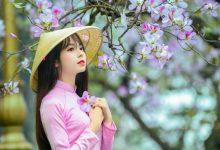 Mùa hoa ban Hà Nội – Vẻ đẹp Thủ đô dưới sắc màu tím