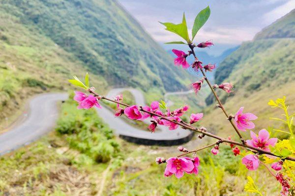 Mùa hoa anh đào mạch Hà Giang