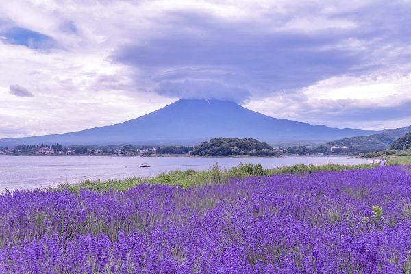 Cánh đồng hoa lavender bên dưới núi Phú Sĩ