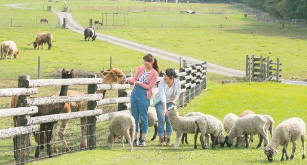 Cùng Nông trại Mother Farm khám phá cuộc sống nông thôn Nhật Bản