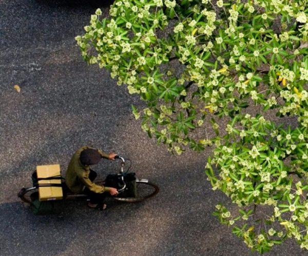 Hoa sữa nồng nàn mùa thu Hà Nội