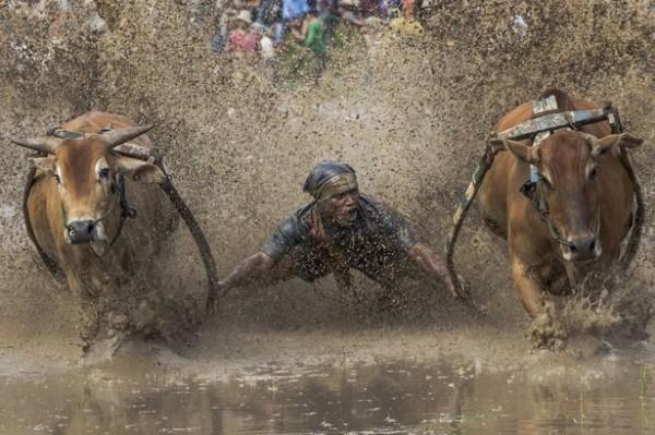 Độc đáo lễ hội đua bò ở Indonesia