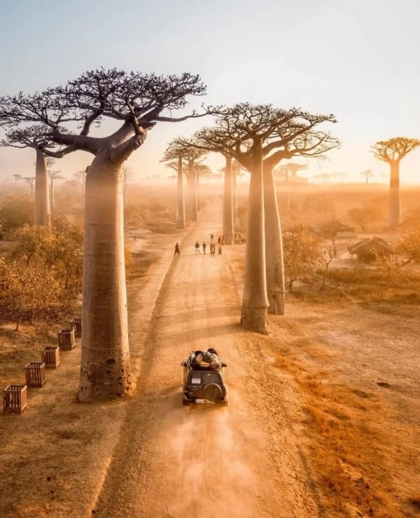 Con đường cây Baobabs “thương hiệu" của Madagascar