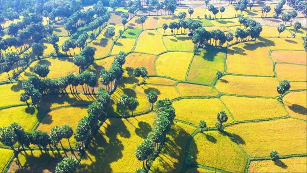 Check in mùa lúa vàng Tịnh Biên tuyệt đẹp ở An Giang