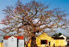 Những điều lý thú về hoa gạo tháng 3