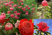 Loài hoa biểu tượng nổi tiếng của New South Wales tại Úc