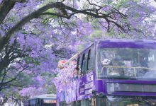Du lịch Côn Minh mùa phượng tím