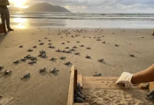 Săn vé máy bay du lịch Côn Đảo mùa rùa đẻ trứng vô cùng thú vị