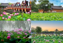 Khám phá Lễ hội hoa sen Buyeo Seodong độc đáo tại Hàn Quốc