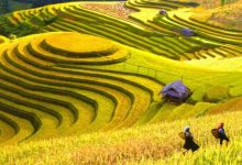 Hoàng Su Phì – Ngỡ ngàng vẻ đẹp ruộng bậc thang mùa lúa chín