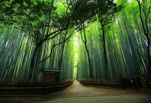 Tham quan biểu tượng xanh huyền thoại Rừng tre Arashiyama