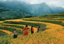 Săn lúa ở Sapa mùa lúa chín vàng ươm