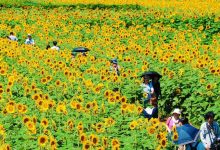 Tìm hiểu về hoa Hướng Dương – Quốc hoa của nước Nga