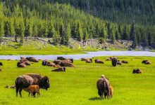 Khám phá đầy thú vị vườn quốc gia Yellowstone ở Hoa Kỳ
