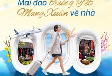 Vận chuyển mai, đào và các loại hoa trong dịp Tết